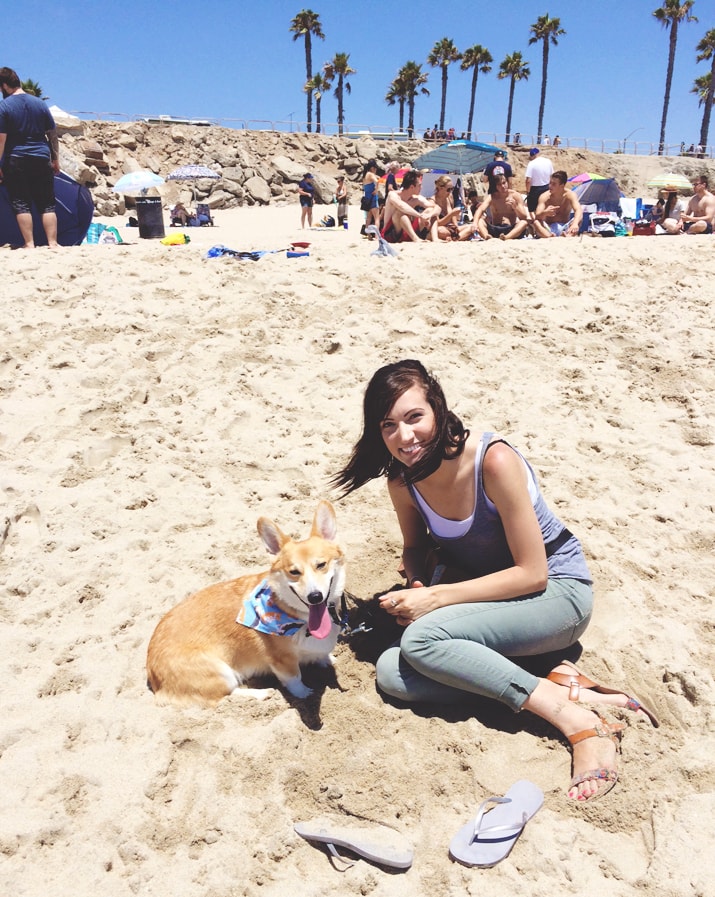 Corgi Beach Day