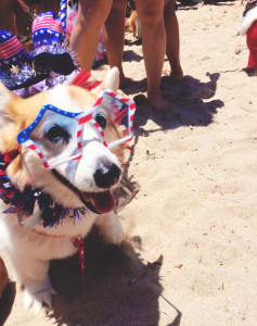 Corgi Beach Day