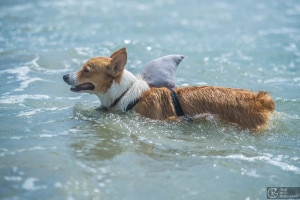 Corgi Beach Day