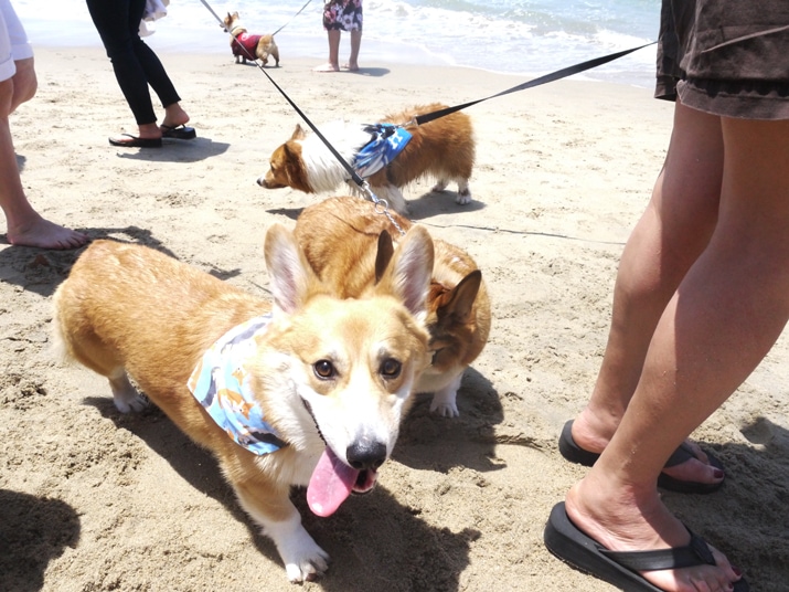 Corgi Beach Day