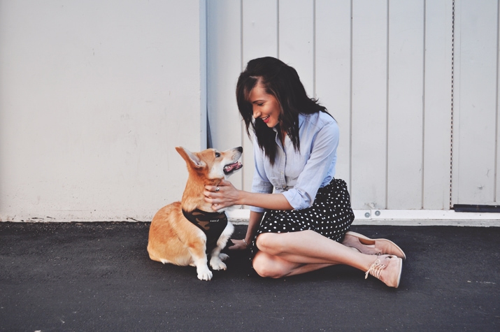 Polka Dots + Corgis