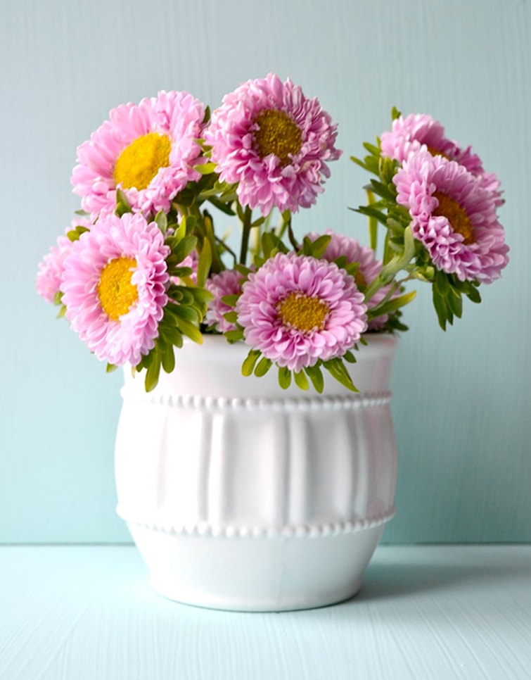 Flowers on Colored Background